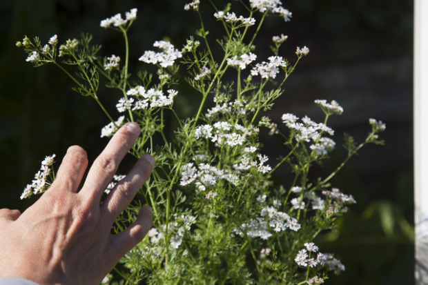 Endlich wieder gut schlafen! - Hilfe aus der Natur für erholsamen Schlaf